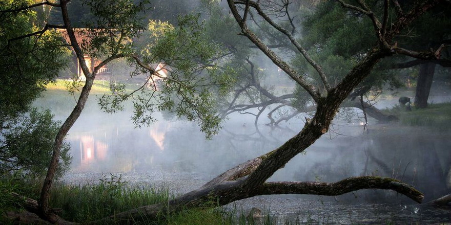 У чым вінаватыя дрэвы? У Вязынцы спілавалі ўсе дрэвы вакол возера