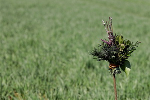 «Не я б'ю – вярба бʼе, за тыдзень – Вялікдзень!»