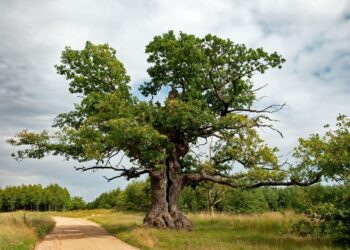 Ідзе галасаванне за Еўрапейскае дрэва года. Шанец на перамогу — у 400-гадовага падляшскага дуба, названага ў гонар беларускага паэта