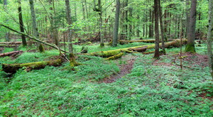 У Беластоку пабачыў свет зборнік рэпартажаў «У прысценку старога лесу. Гісторыі людзей з Белавежскай пушчы»