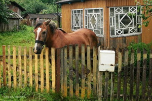 Як колішнія польскія і рускія ўлады “перакрывалі” беларускім газетам шлях да крэўскіх падпісчыкаў