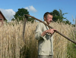 Як жыхар Караліно захоўвае традыцыі касьбы жыта і вязання снапа   